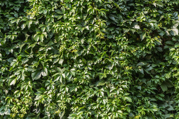 Horizontal texture of beautiful green leaves of girlish grapes is on a fence in summer