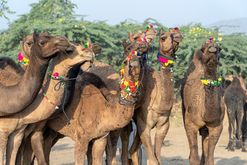 Camels in desert Thar during Pushkar Camel Fair, Rajasthan, India