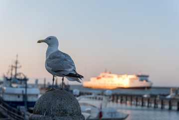 A seagull in a harbour, sitting on a pole with ievening light and a ship in the background.