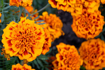 flowers yellow velvet in the flower garden