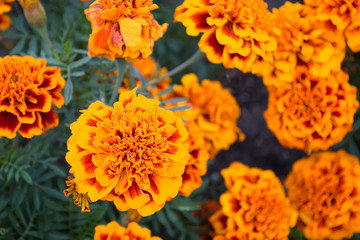 flowers yellow velvet in the flower garden