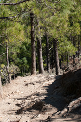 Hiking area of Roque Nublo