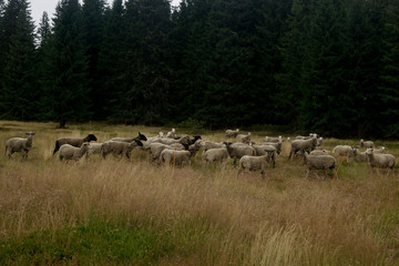 herd of sheep in the Krkonose/Giant MOuntains in the area of Modre Sedlo in the Czech Republic