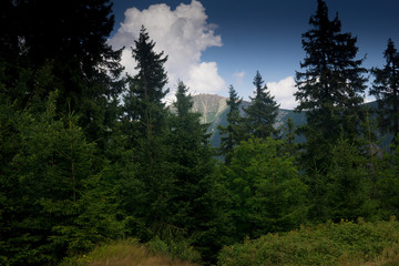 Modry Dul in the Czech Krkonose/ Karkonosze/Giant MOuntains insummer
