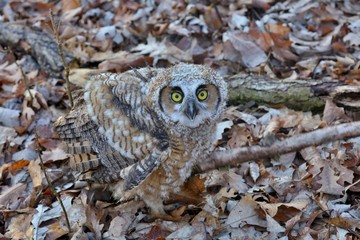 Bubo virginianus 