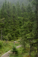 green forest in the Giant MOuntains in the czech republic in Poland