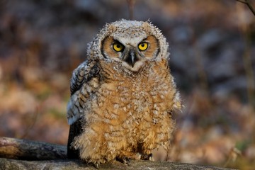 Bubo virginianus 