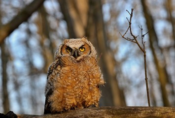 Bubo virginianus 