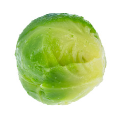 single wet ripe brussels sprout cutout on white