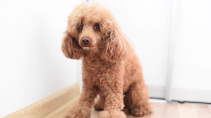 dog poodle afraid and trembling