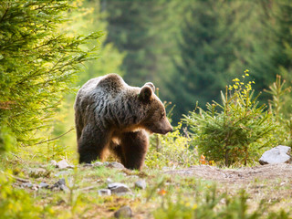 Brown bear in Mala Fatra mountains in Slovakia - Ursus actor