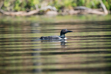 lonely loon