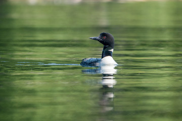 Loon without reference