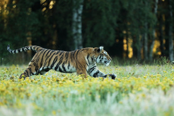 Naklejka na ściany i meble Tiger with yellow flowers. Siberian tiger in beautiful habitat on meadow - Pathera tigris altaica