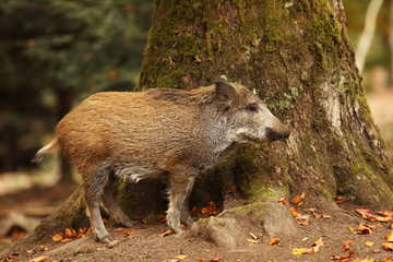 Young Wild boar, Sus scrofa, in the autumn forest near the tree, Germany