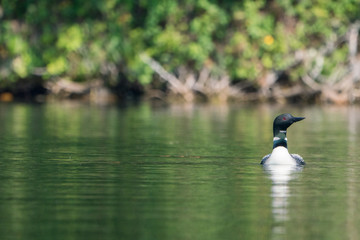 loon on calm pond