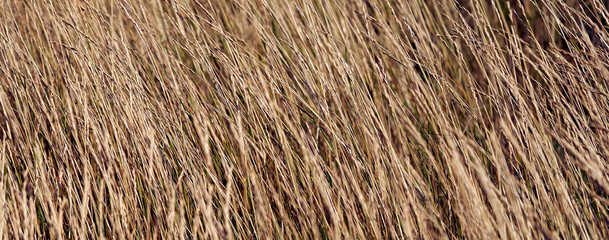 grass fragment in the field, nature