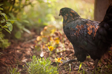 Rooster copper maran