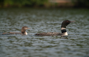 parent and child