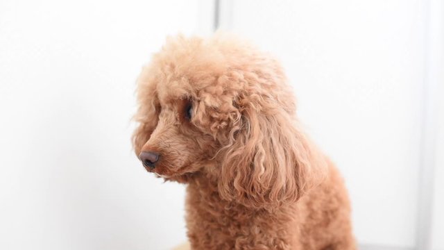 dog poodle afraid and trembling