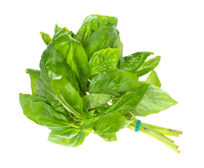 bundle of fresh wet green basil herb cutout