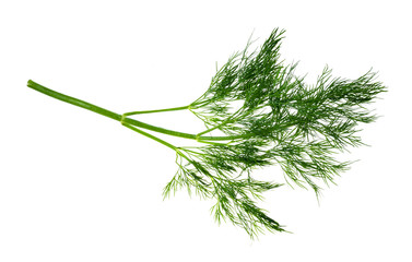 fresh green twig of dill herb cutout on white