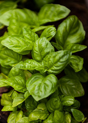 Basil herb