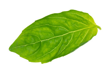 Obraz premium wet fresh green leaf of sweet basil herb cutout