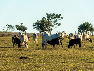 nelore cattle on winter pasture in Brazil