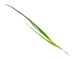 twig of fresh scallions (green onions) cutout