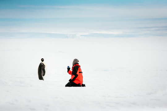 Man taking picture of Emperor Penguin in snowy landscape