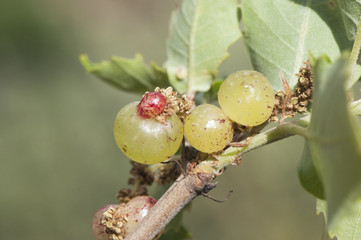 Plagiotrochus quercusilicis galls on quercus faginea gills with a very peculiar appearance like green grapes produced by an insect