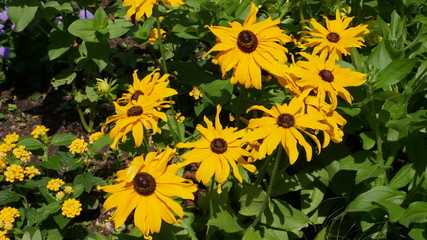 Obraz premium Blumen