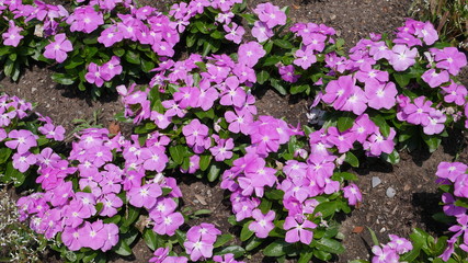 Fototapeta premium Blumen