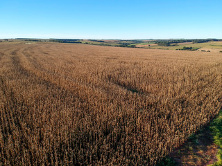 aerial view of dry corn field in Brazil