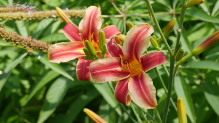 Obraz premium Blumen