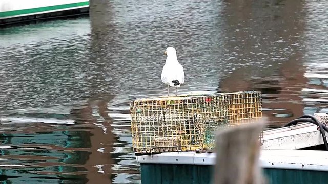 Seagull standing on a lobster trap on a fishing boat 