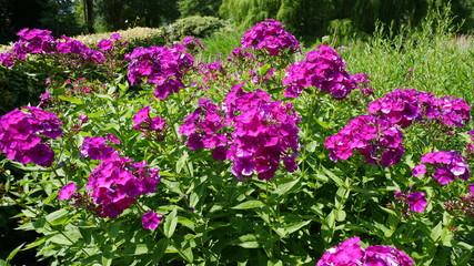 Obraz premium Blumen
