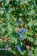 Red grape variety. Good grape harvest. Grapes in vineyard raw ready for harvest in Italy.
