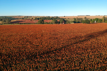 Aerial view of red sorghum field in Brazil