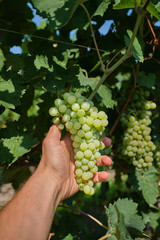Obraz premium Green grapes on the bush, grape harvest, bunch of grapes in the hand.