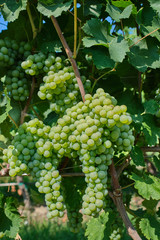 Fototapeta premium Green grape variety on the vine. Grape vines at harvest time in Italy.