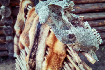 Countryside wattle on which hunters dry tanned skins. Animal skins on the fence and skulls with horns.