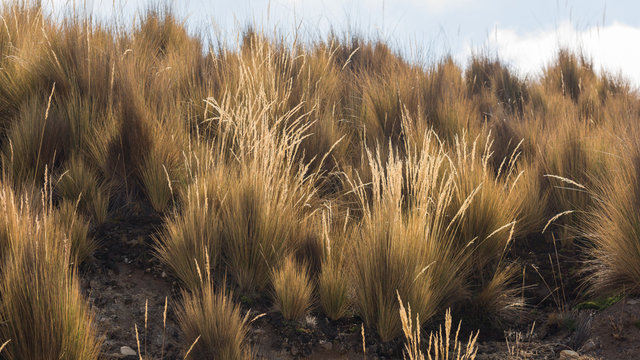 Ichu plants in the highlands of Peru