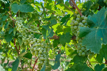 Green grape variety on the vine. Grape vines at harvest time in Italy.