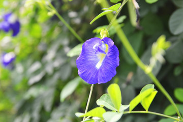 butterfly pea flower, blue bell vine, cordofan pea (clitoria ternatea)