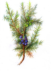 Juniper branch
