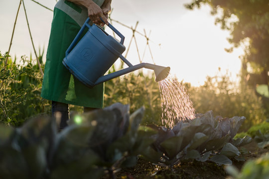 Woman watering vegetable garden