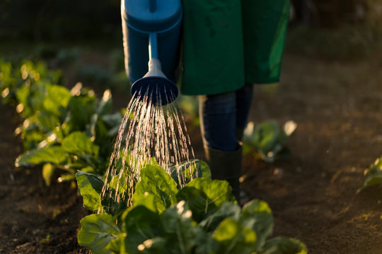 Woman watering in vegetable garden