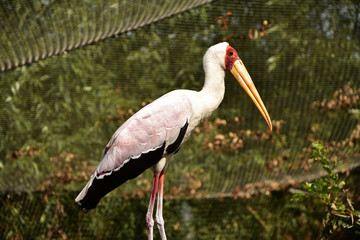 White stork